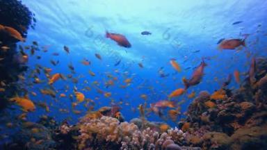 海底珊瑚热带珊瑚礁。热带<strong>水下</strong>海鱼。海底鱼类礁海洋。软而硬的珊瑚<strong>水下</strong>鱼类花园礁。珊瑚花园海景.